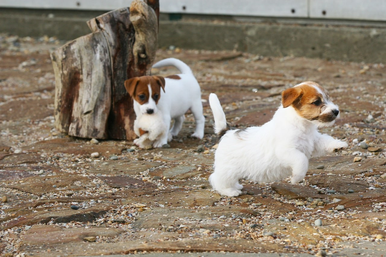 LITTER «С» 07.11.2025. Lovely Orange kennel Jack Russell Terrier FCI/RKF
