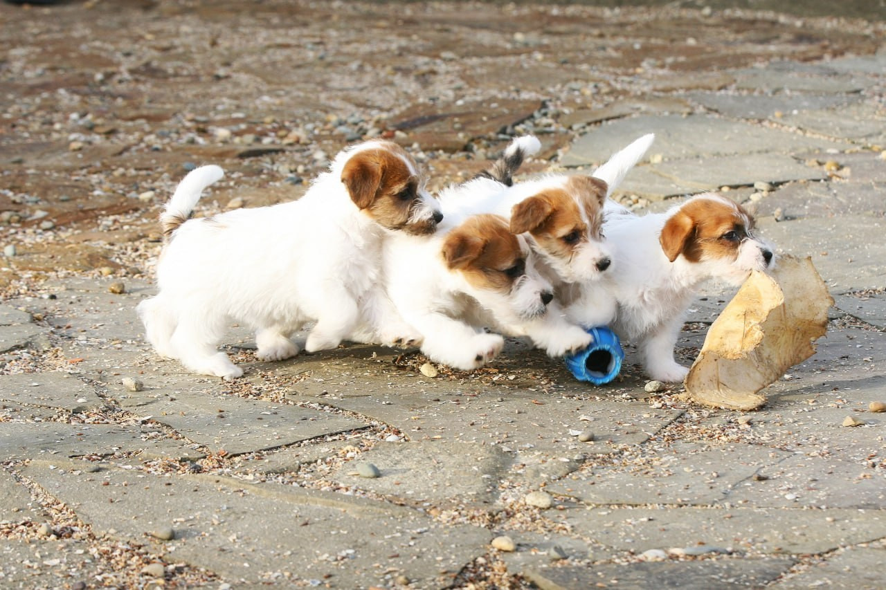 LITTER «С» 07.11.2025. Lovely Orange kennel Jack Russell Terrier FCI/RKF
