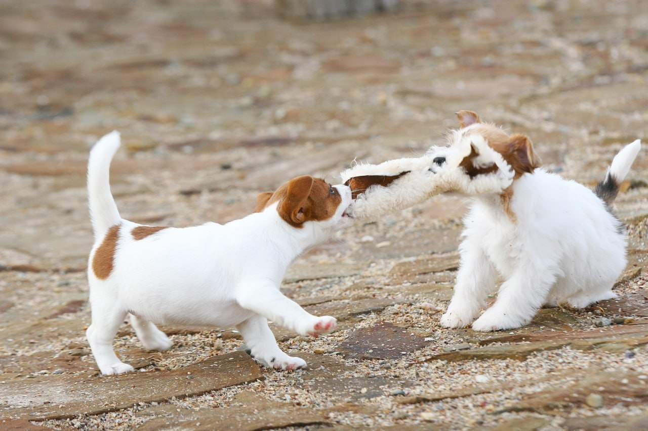 LITTER «С» 07.11.2025. Lovely Orange kennel Jack Russell Terrier FCI/RKF