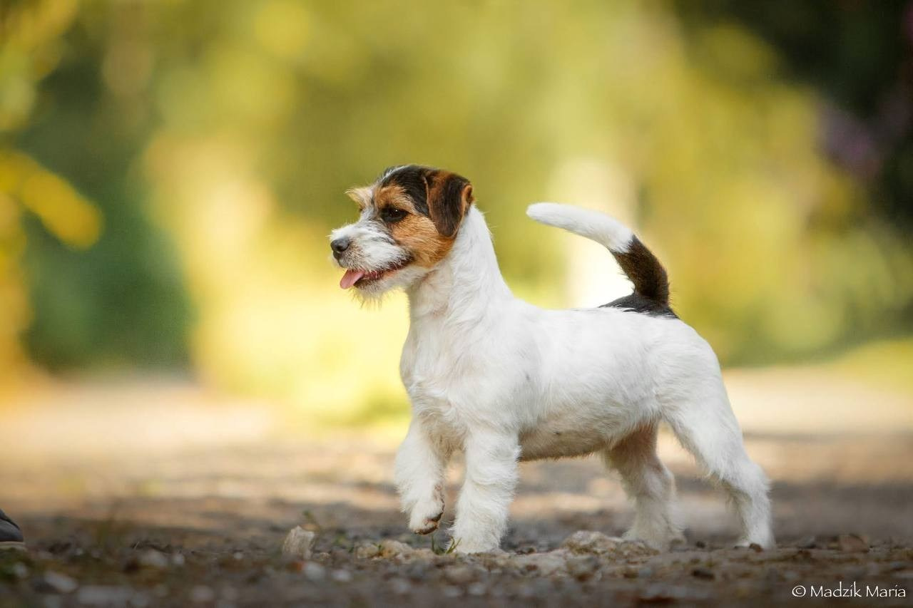 LITTER «Е» 03.12.2025. Lovely Orange kennel Jack Russell Terrier FCI/RKF