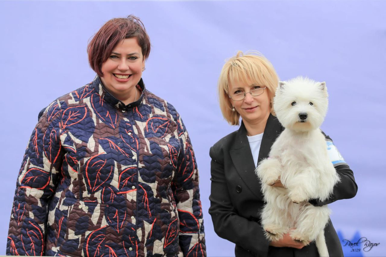 Новости питомника собак. Питомник собак породы вест хайленд вайт терьер в Москве