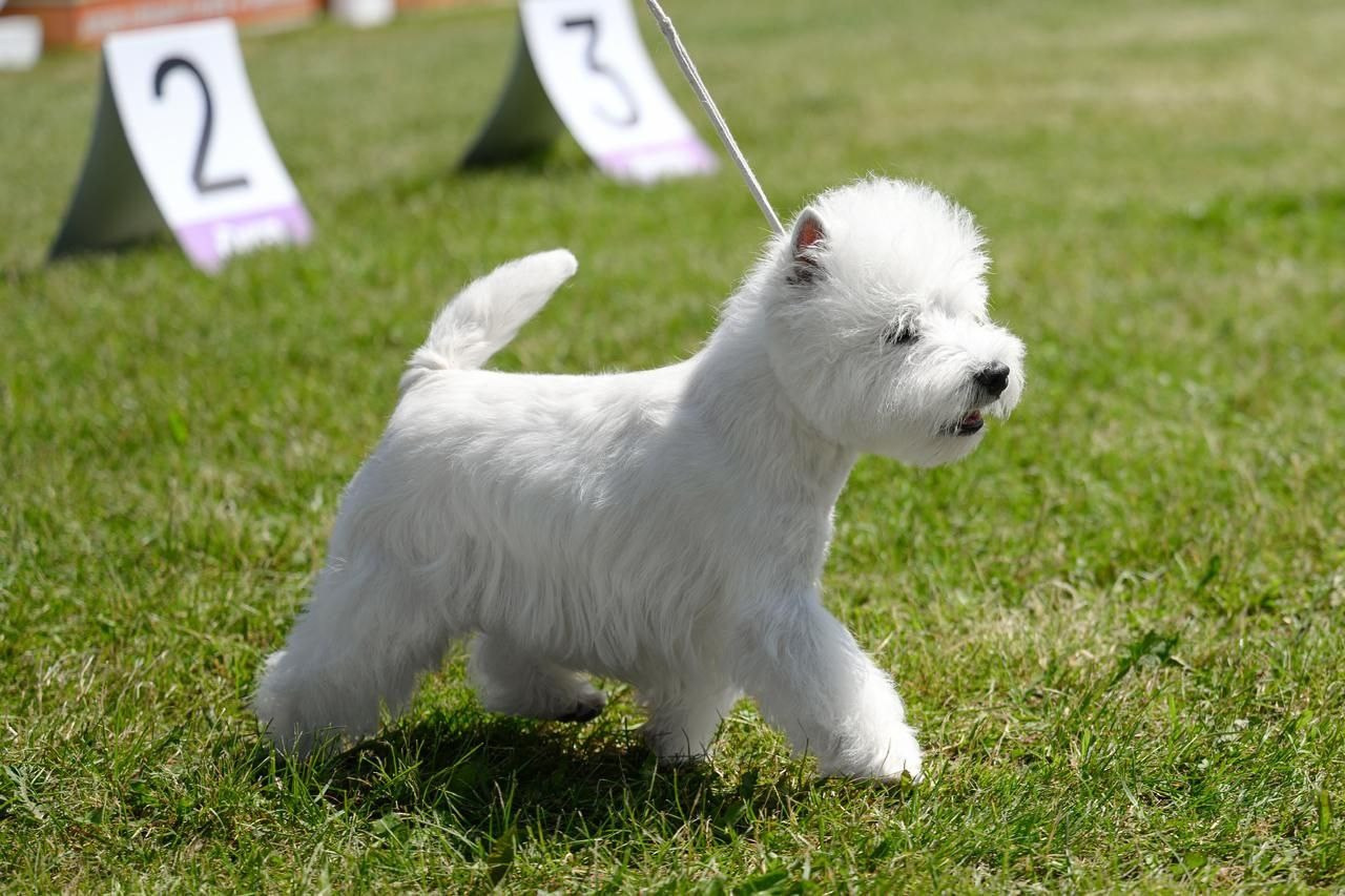 Смоленск — Рейтинговая выставка городов-героев с особым статусом. Питомник собак породы вест хайленд вайт терьер в Москве