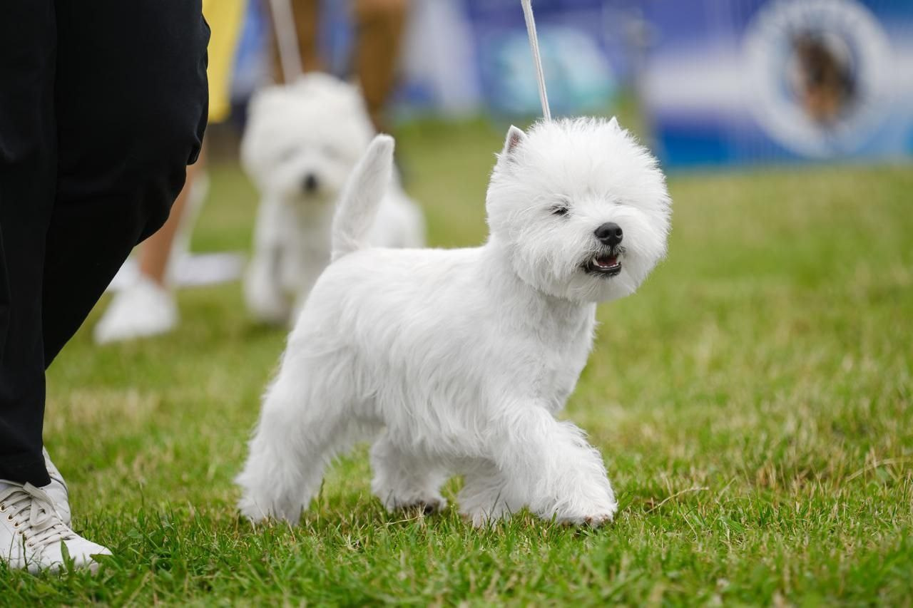 Смоленск — Рейтинговая выставка городов-героев с особым статусом. Питомник собак породы вест хайленд вайт терьер в Москве