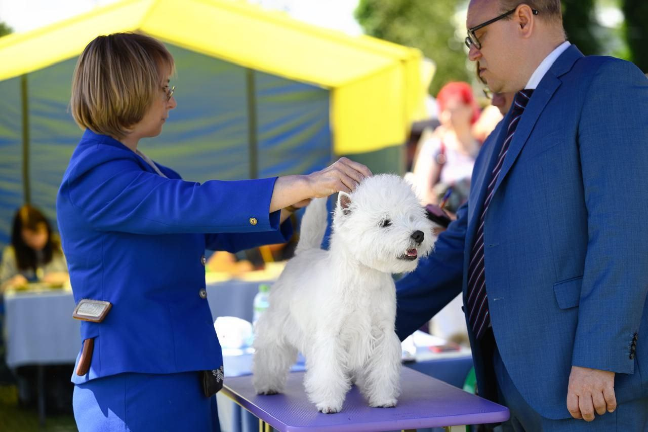 Смоленск — Рейтинговая выставка городов-героев с особым статусом. Питомник собак породы вест хайленд вайт терьер в Москве