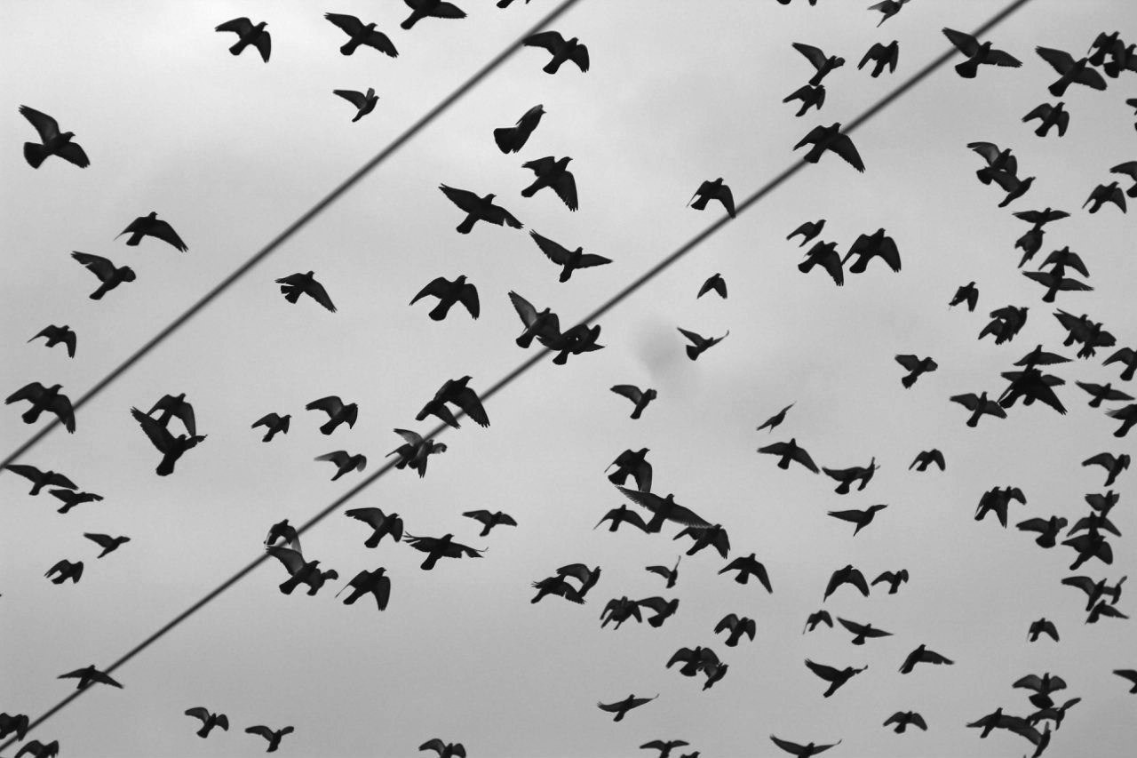 Черно-белая фотография: большая стая птиц летит через кадр по диагонали, темные силуэты на светлом небе, провода пересекают композицию, динамичная уличная фотография полета