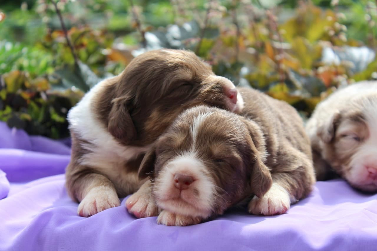 Щенки австралийской овчарки. Питомник собак Westerly Wind Москва и МО