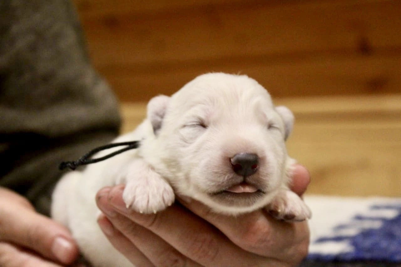 Щенки белой швейцарской овчарки. Питомник собак Westerly Wind Москва и МО
