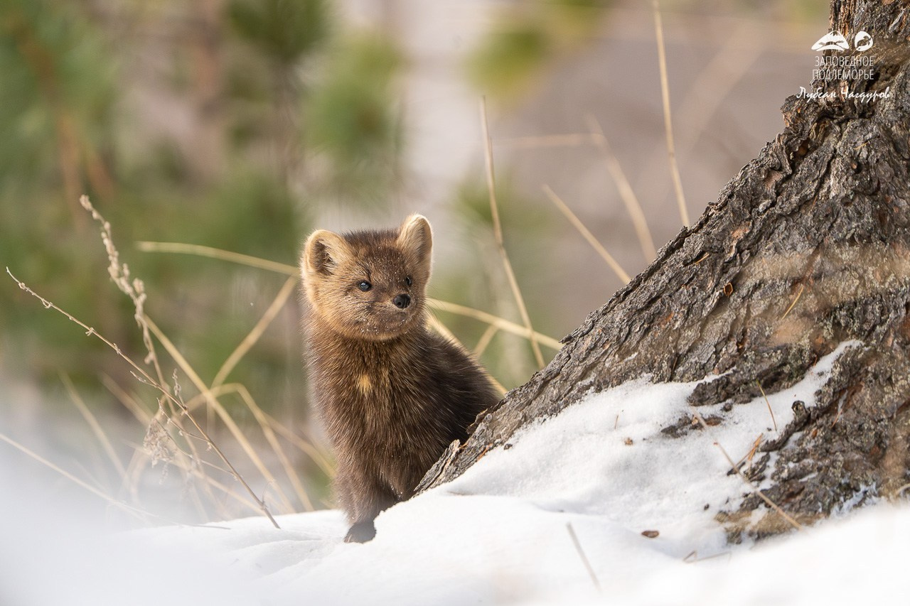 Фотограф Лубсан Чагдуров