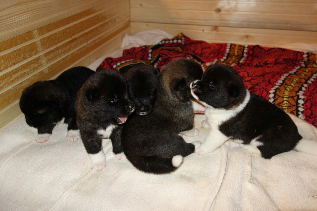 ПОМЕТЫ американских акит. AMERICAN AKITA RUBYLIGHT KENNEL I SHIBA-INU