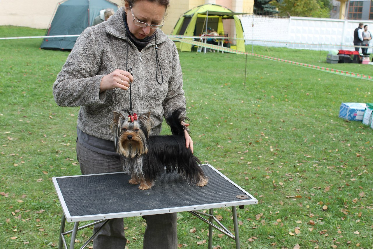 2015 г Результаты выставок. Питомник Йоркширских терьеров Дэнстайл в Санкт-Петербурге заводчик Тих