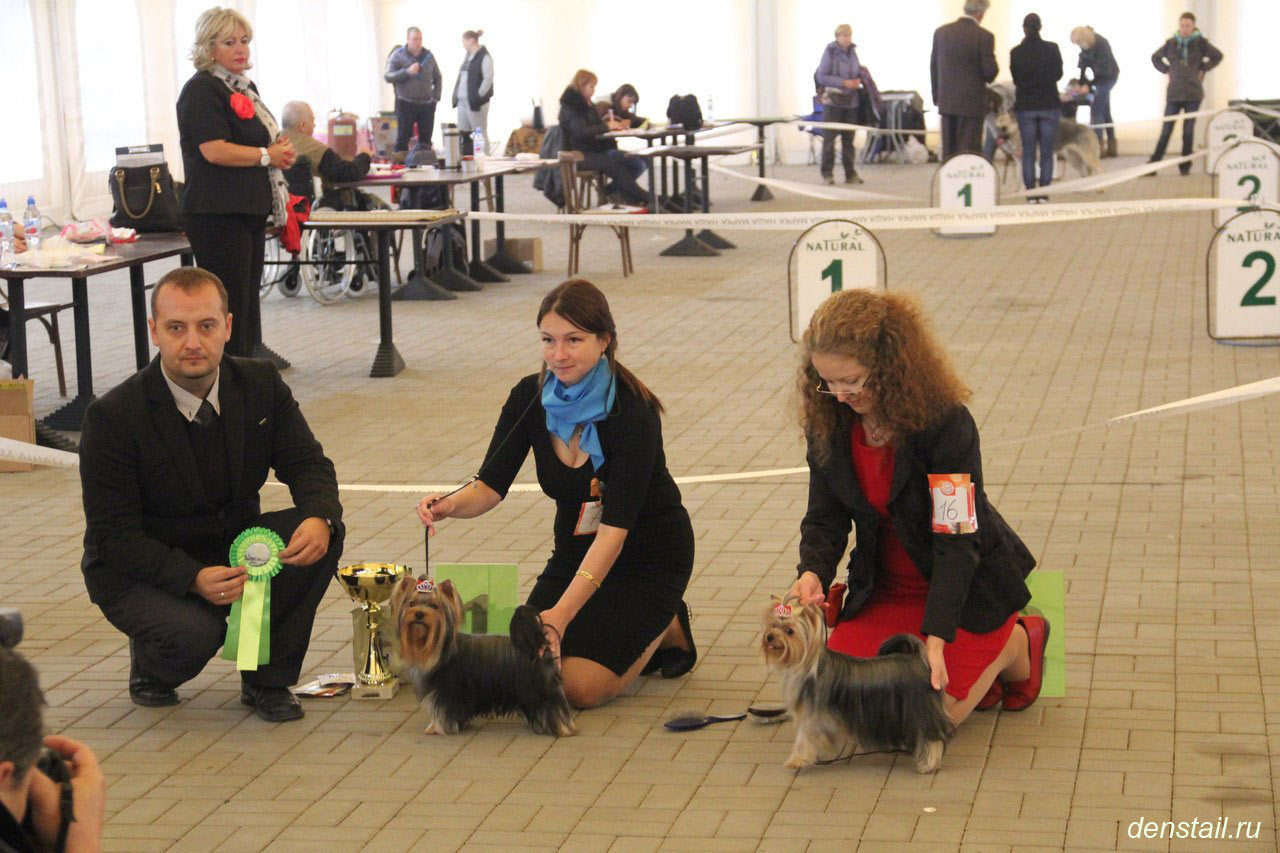 2014 г Результаты выставок. Питомник Йоркширских терьеров Дэнстайл в Санкт-Петербурге заводчик Тих