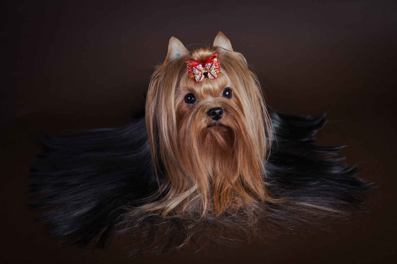 Under The Stars Stribrne Prani. Питомник Йоркширских терьеров Дэнстайл в Санкт-Петербурге заводчик Тих