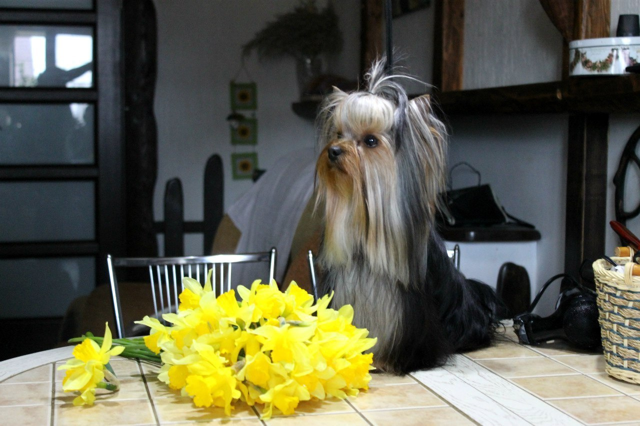 2016 г Результаты выставок. Питомник Йоркширских терьеров Дэнстайл в Санкт-Петербурге заводчик Тих