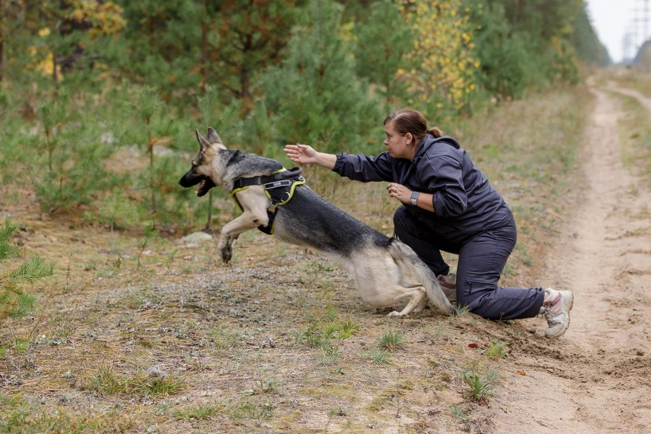 Поисково-спасательные службы (ПСС) — обучение и подготовка собак для спасательных работ. Дрессировка собак в калуге | Команда К40