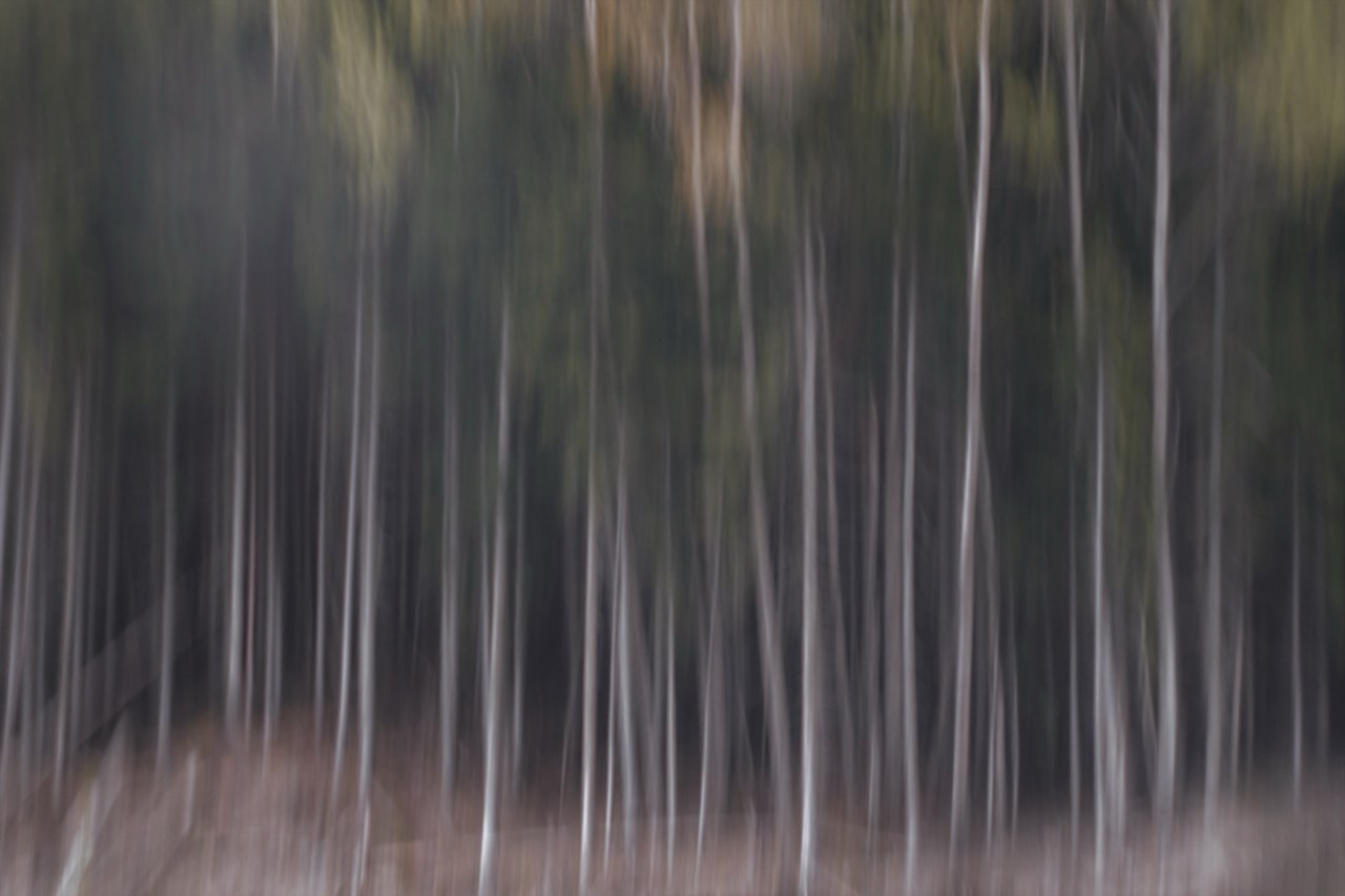 FOREST. Alyona Rubanova — Visual artist