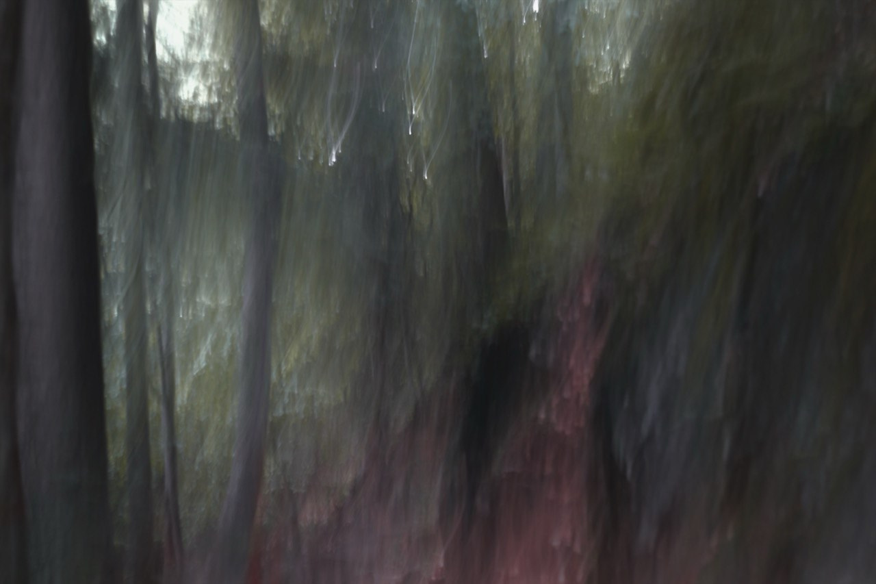 FOREST. Alyona Rubanova — Visual artist