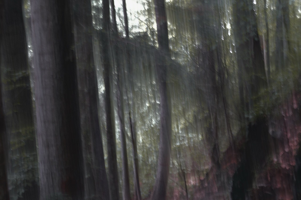 FOREST. Alyona Rubanova — Visual artist