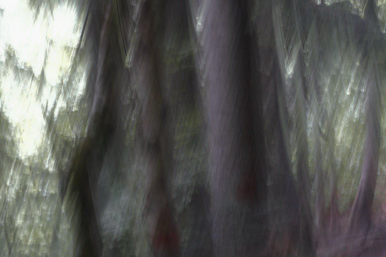 FOREST. Alyona Rubanova — Visual artist