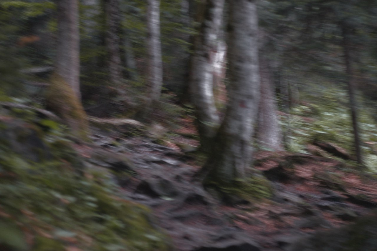 FOREST. Alyona Rubanova — Visual artist