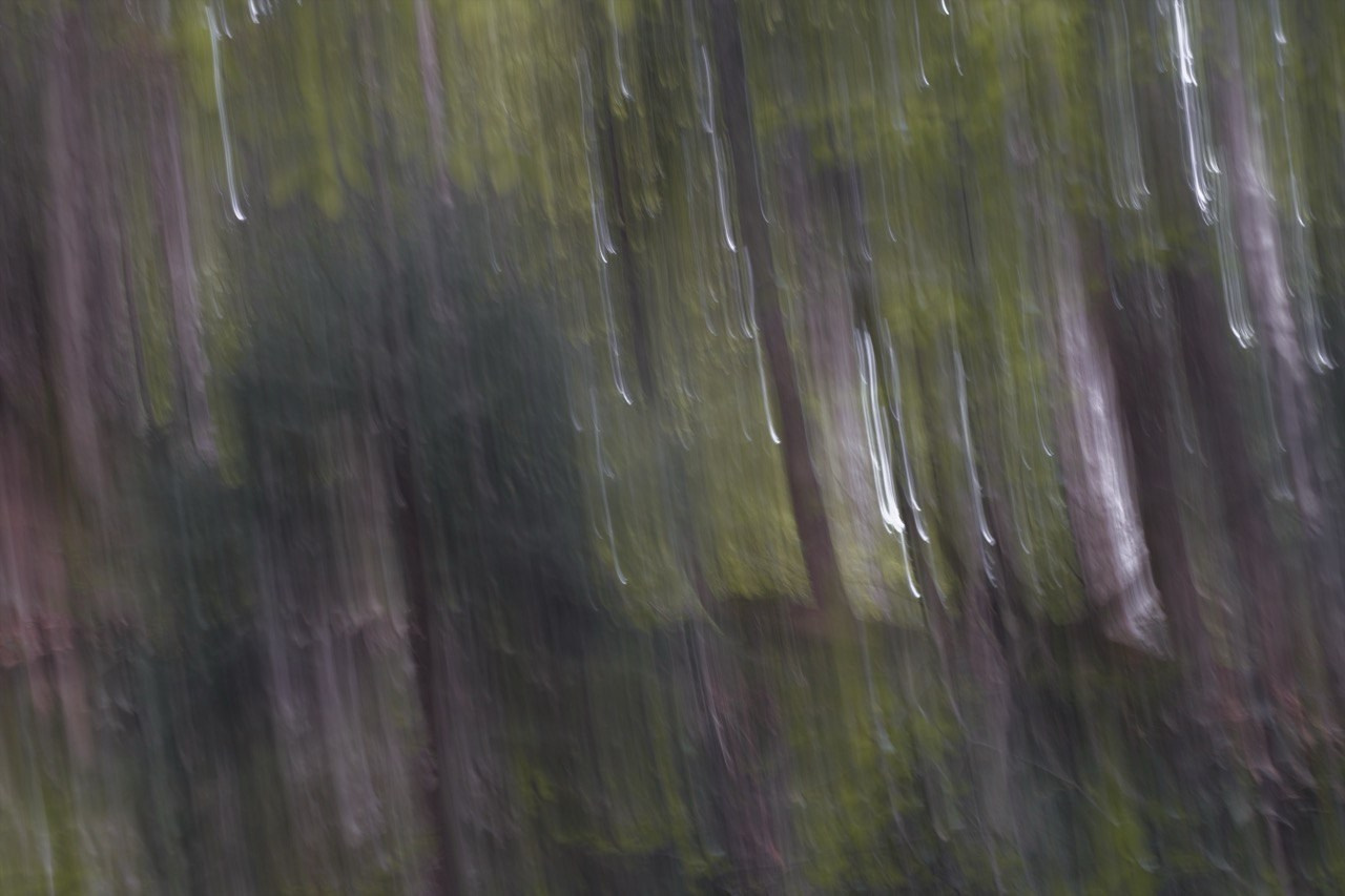 FOREST. Alyona Rubanova — Visual artist