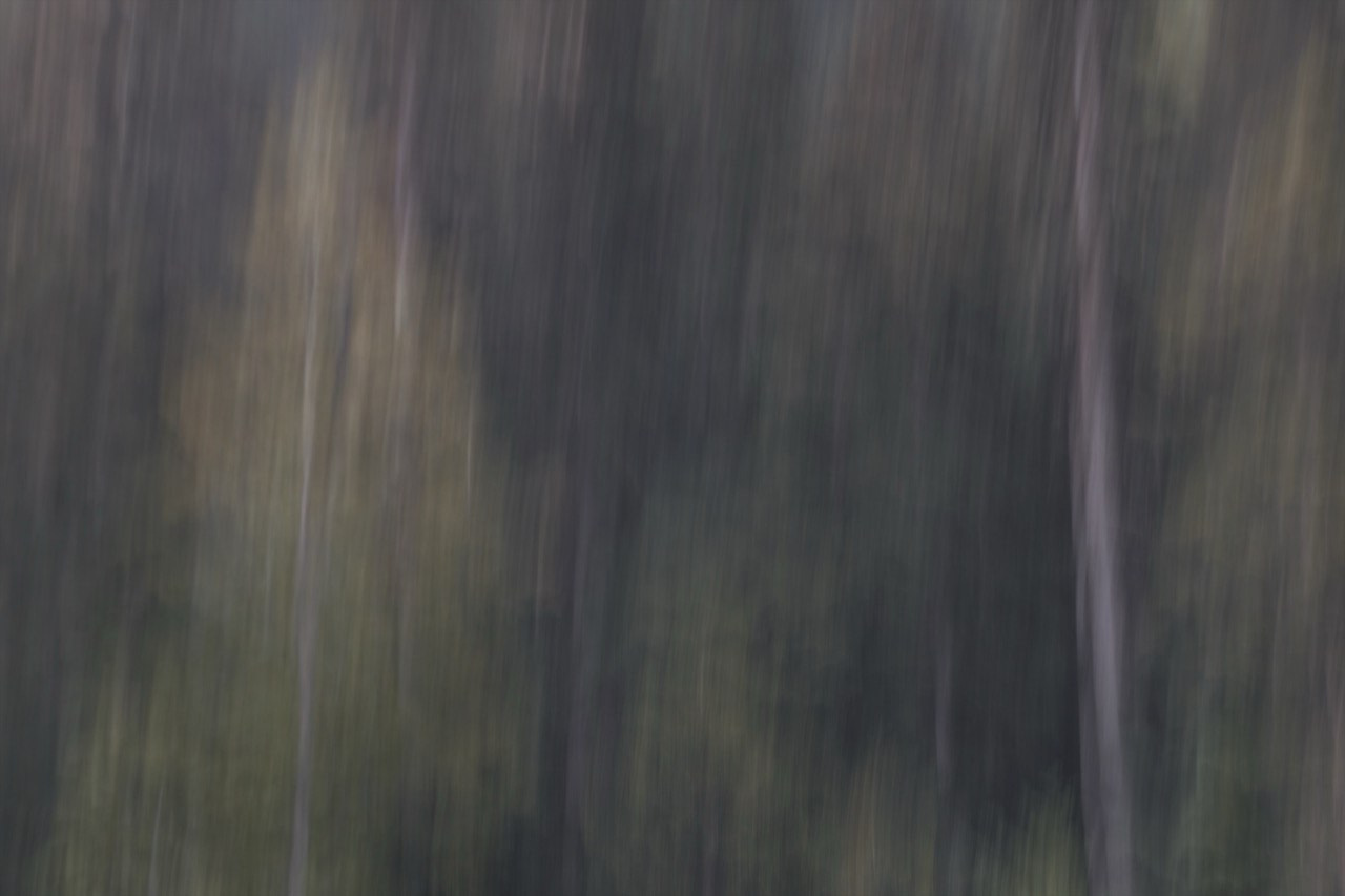 FOREST. Alyona Rubanova — Visual artist