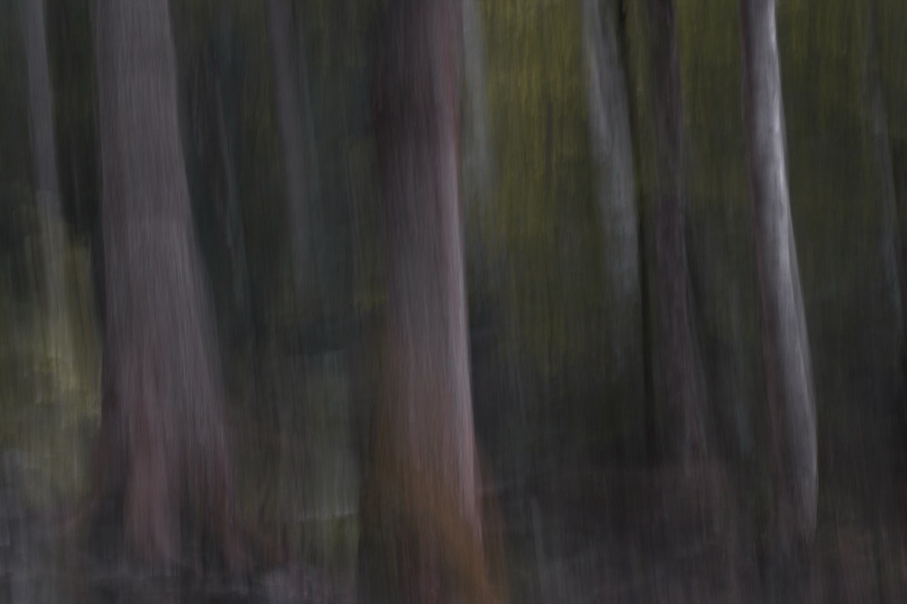 FOREST. Alyona Rubanova — Visual artist