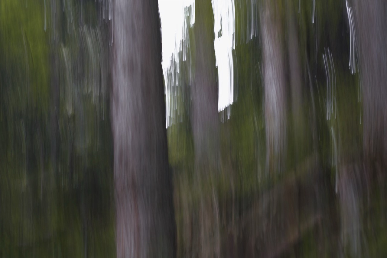 FOREST. Alyona Rubanova — Visual artist