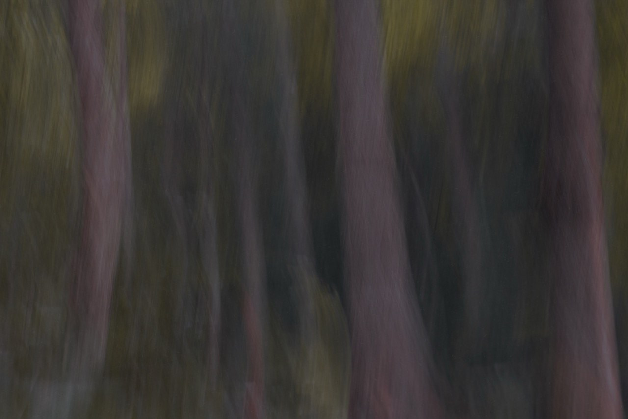 FOREST. Alyona Rubanova — Visual artist