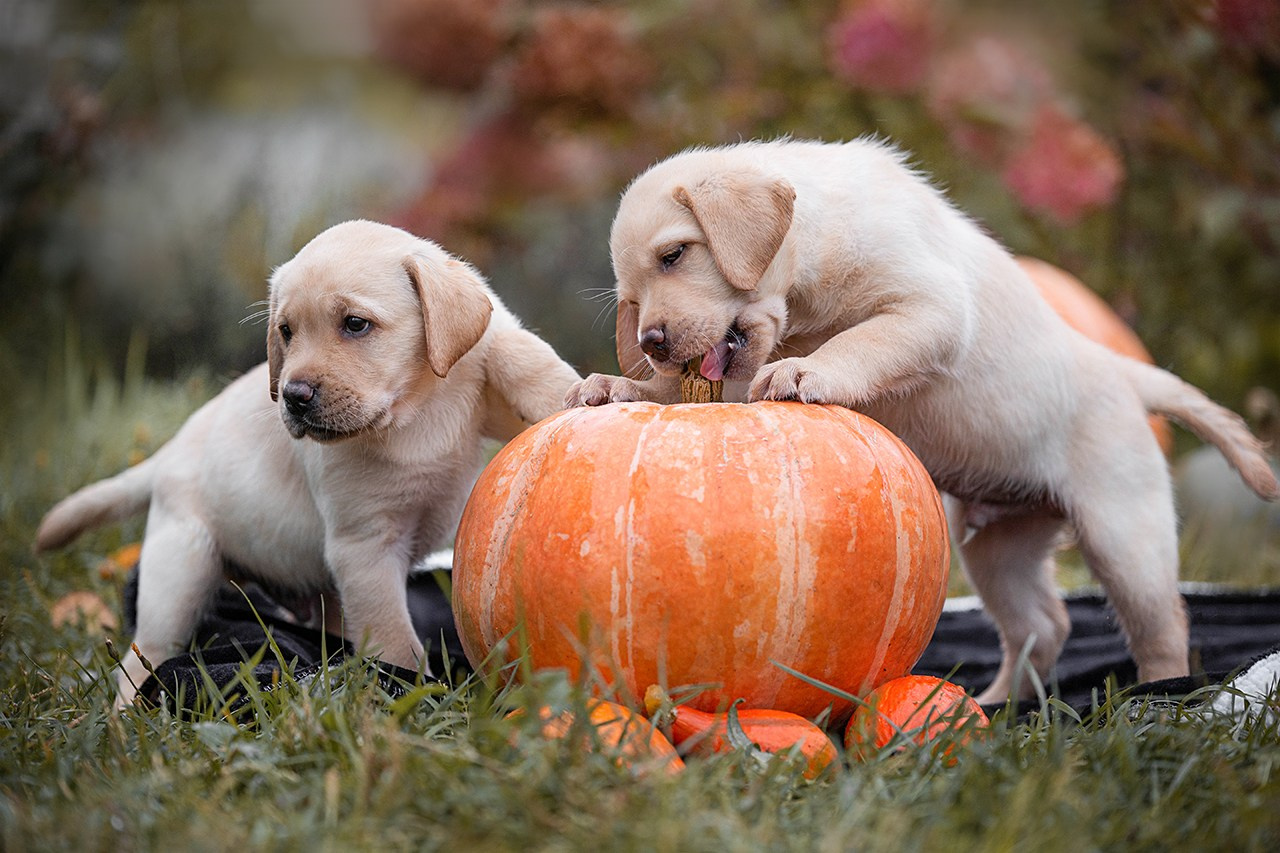 Услуги. Фотограф — анималист в Туле Юлия Лето