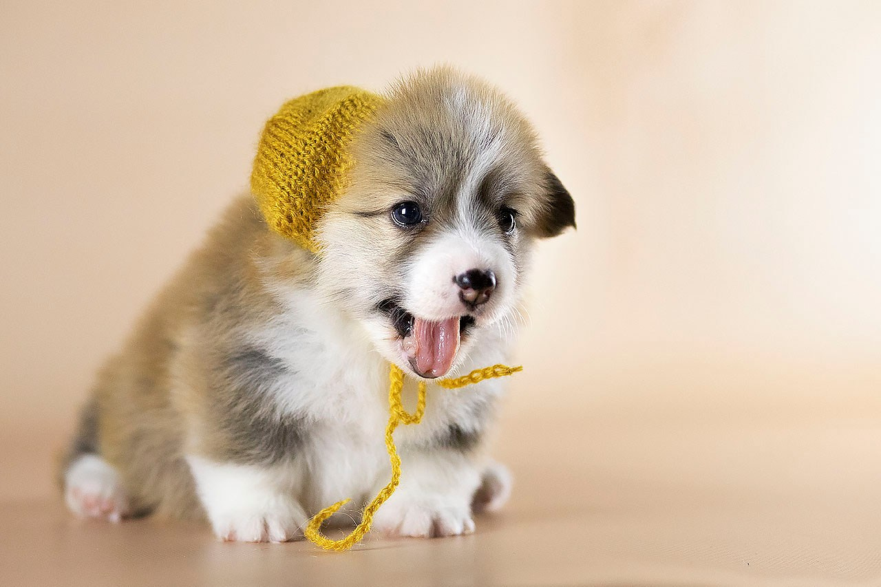 Фотограф — анималист в Туле Юлия Лето