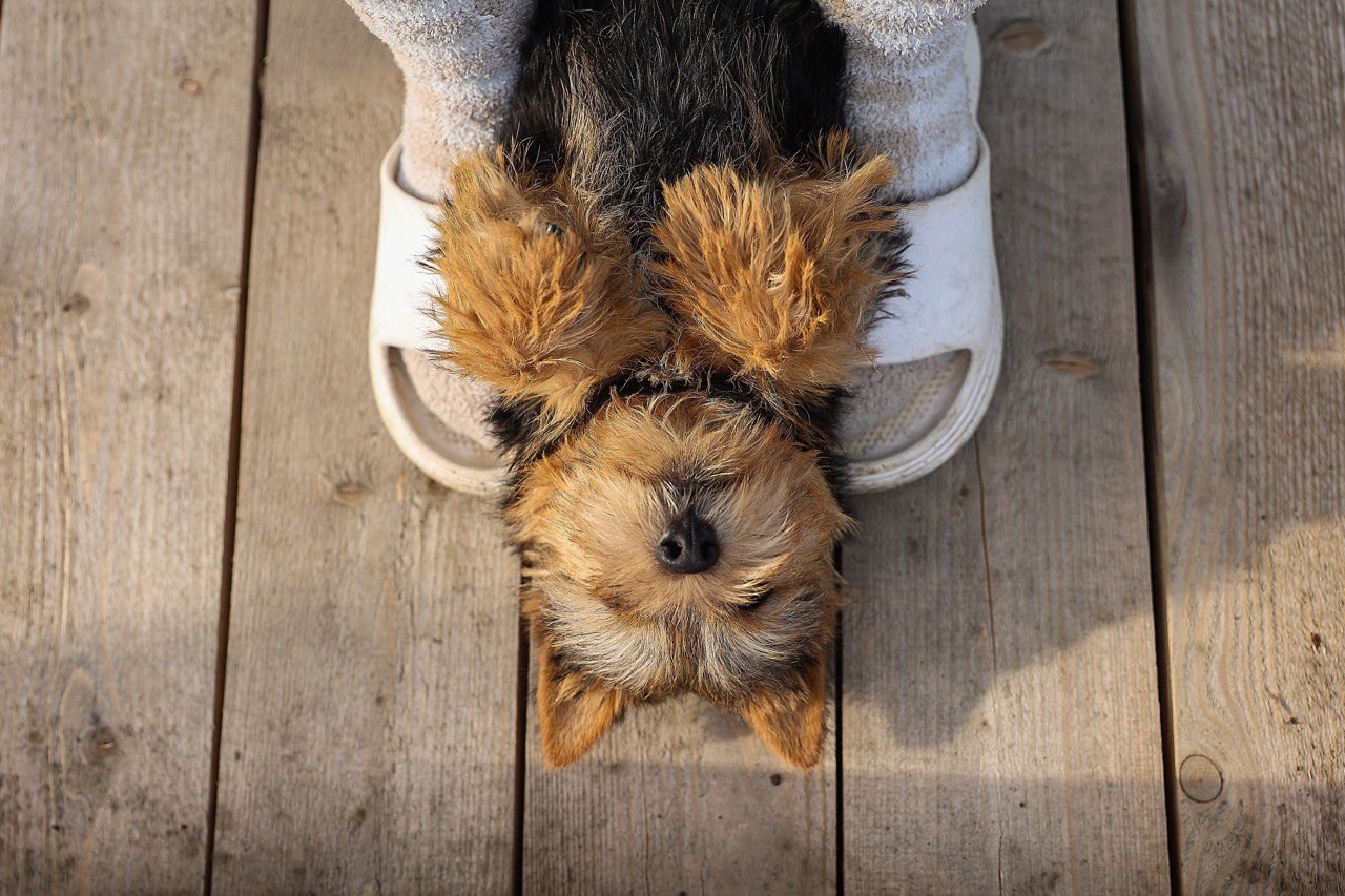Фотограф-АниМалист Анна Абрамова
