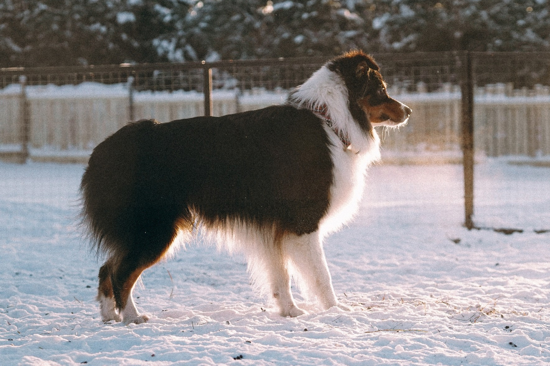Д-помёт. BLGKV питомник собак