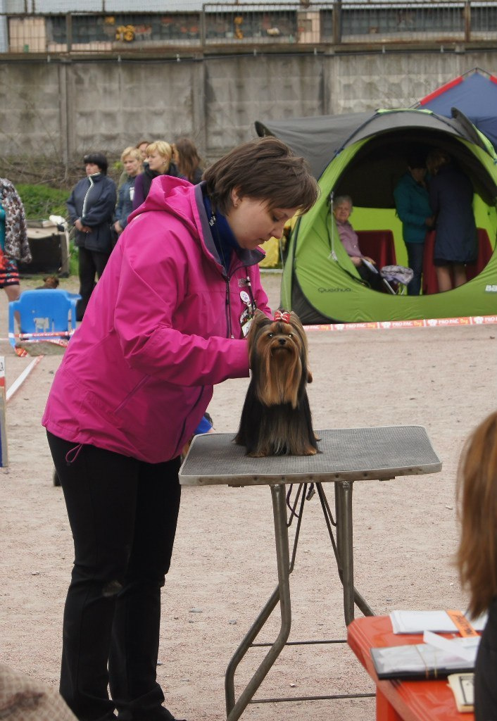 Дэнстайл Алиса. Питомник Йоркширских терьеров Дэнстайл в Санкт-Петербурге заводчик Тих