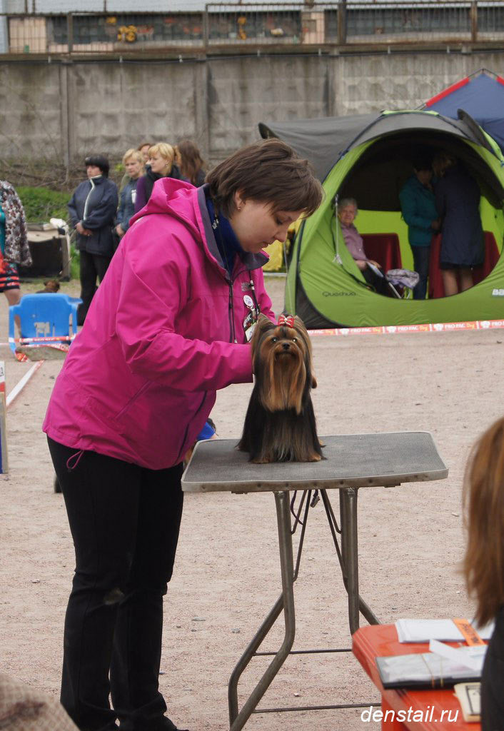 2015 г Результаты выставок. Питомник Йоркширских терьеров Дэнстайл в Санкт-Петербурге заводчик Тих