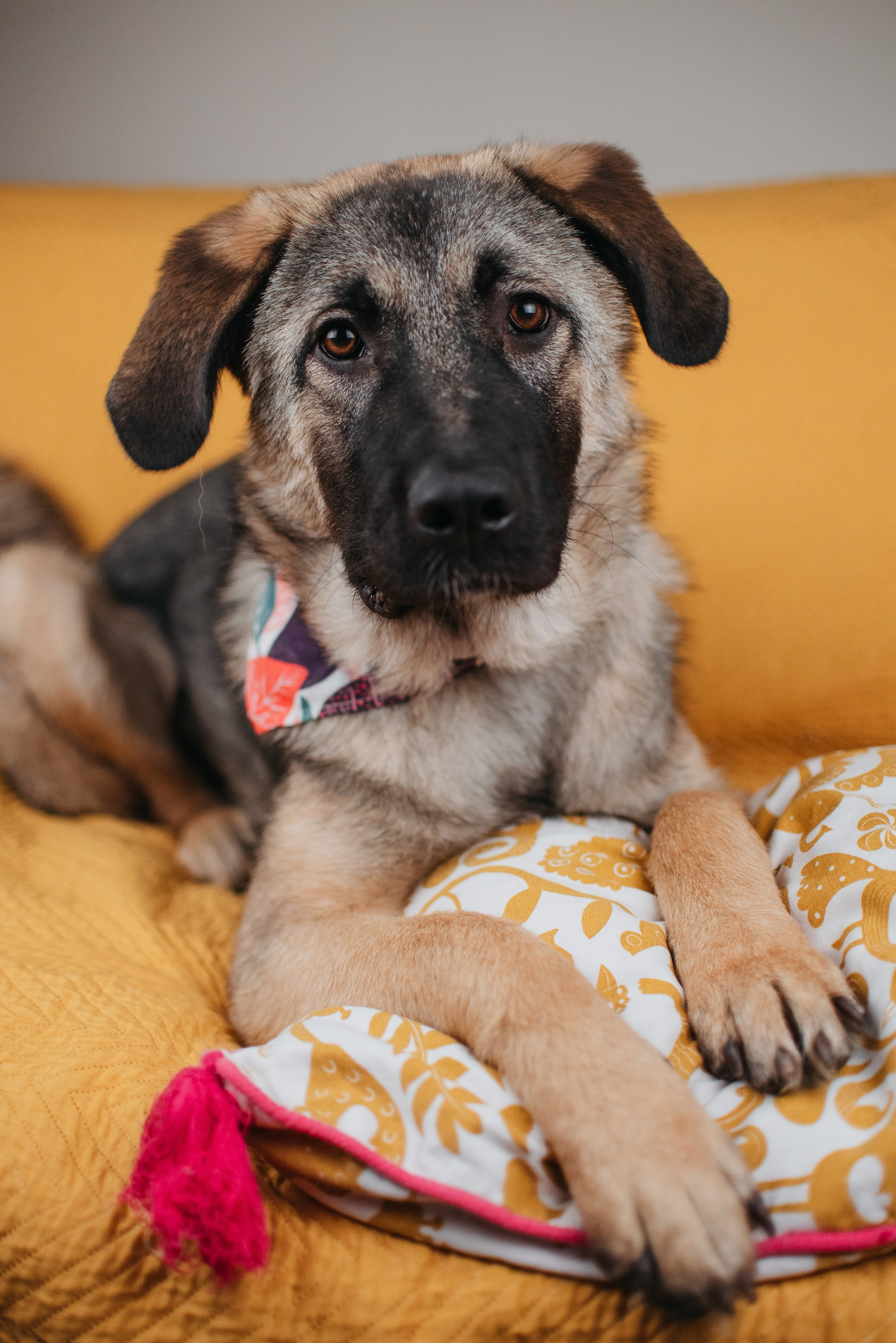 Животные на пристройство. Фотограф-анималист Валерия, Москва, Мытищи