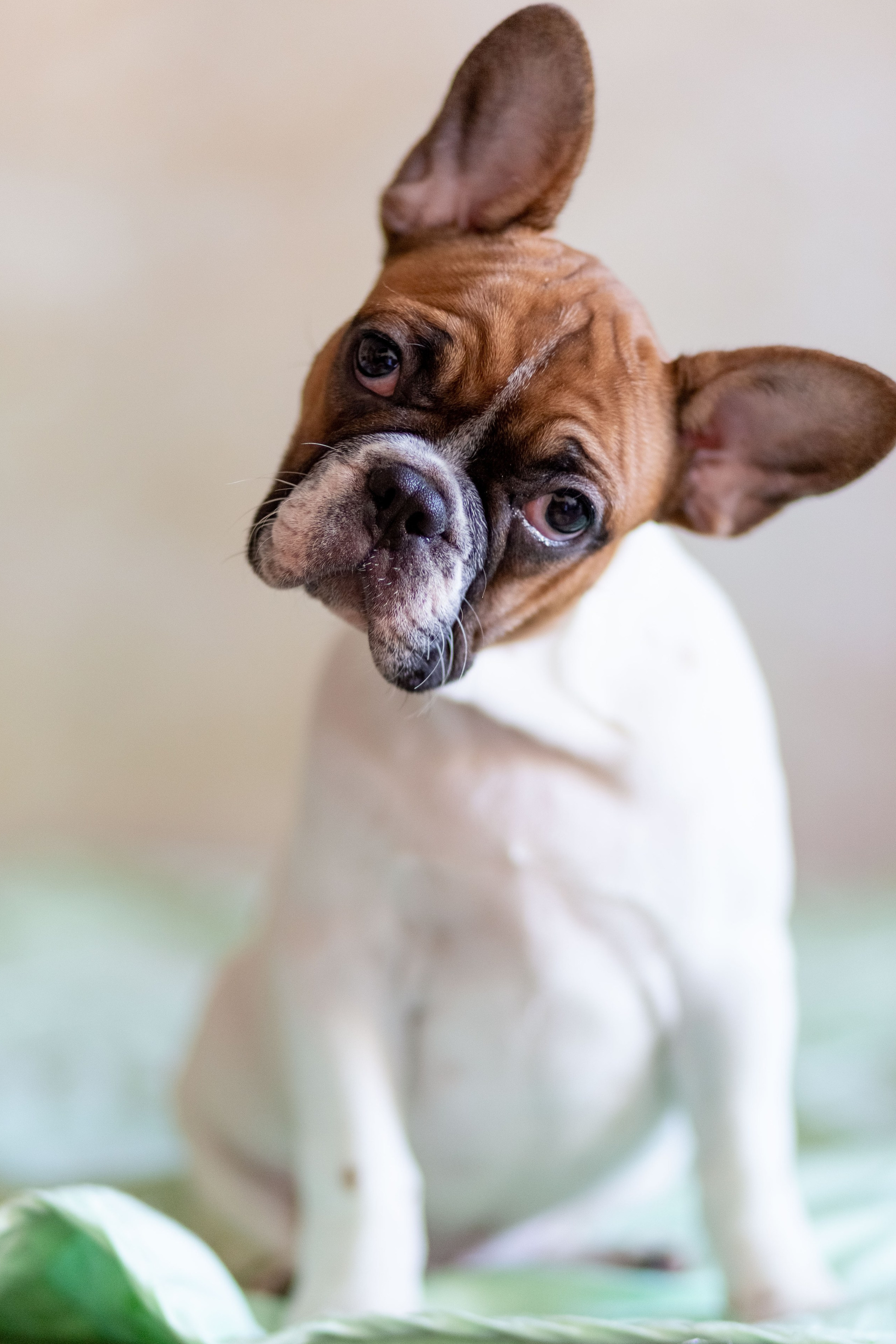 Портфолио. Вера Соколова фотограф Воронеж