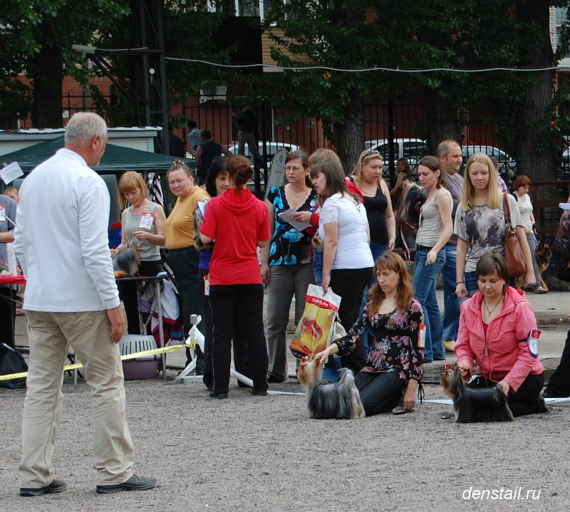 2011-2012 г Результаты выставок. Питомник Йоркширских терьеров Дэнстайл в Санкт-Петербурге заводчик Тих