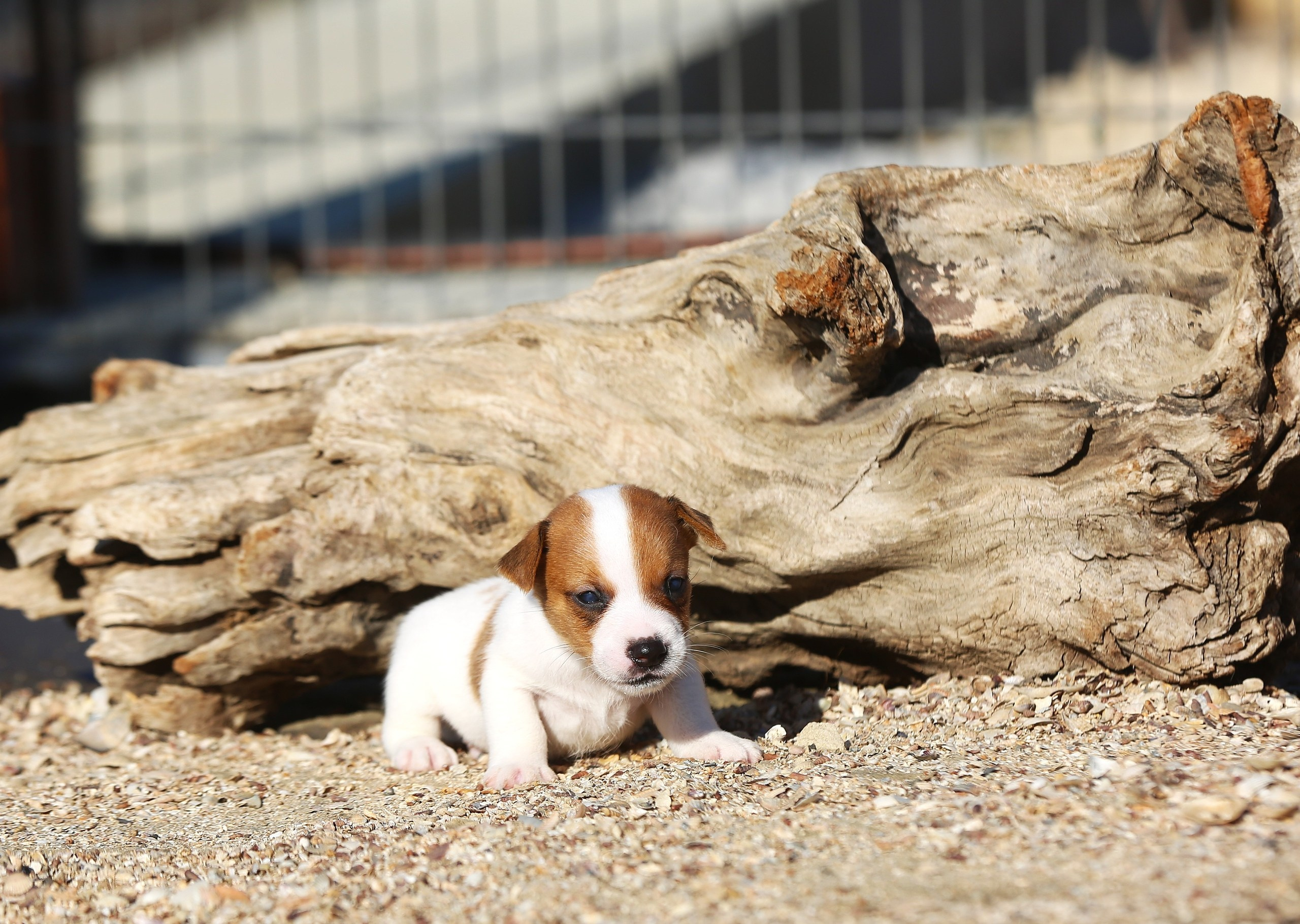 LITTER «T» 26.07.2026. Lovely-Orange питомник джек рассел терьеров