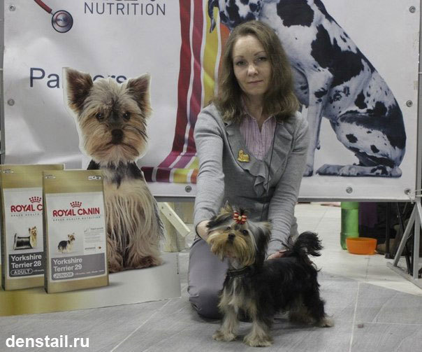 2014 г Результаты выставок. Питомник Йоркширских терьеров Дэнстайл в Санкт-Петербурге заводчик Тих