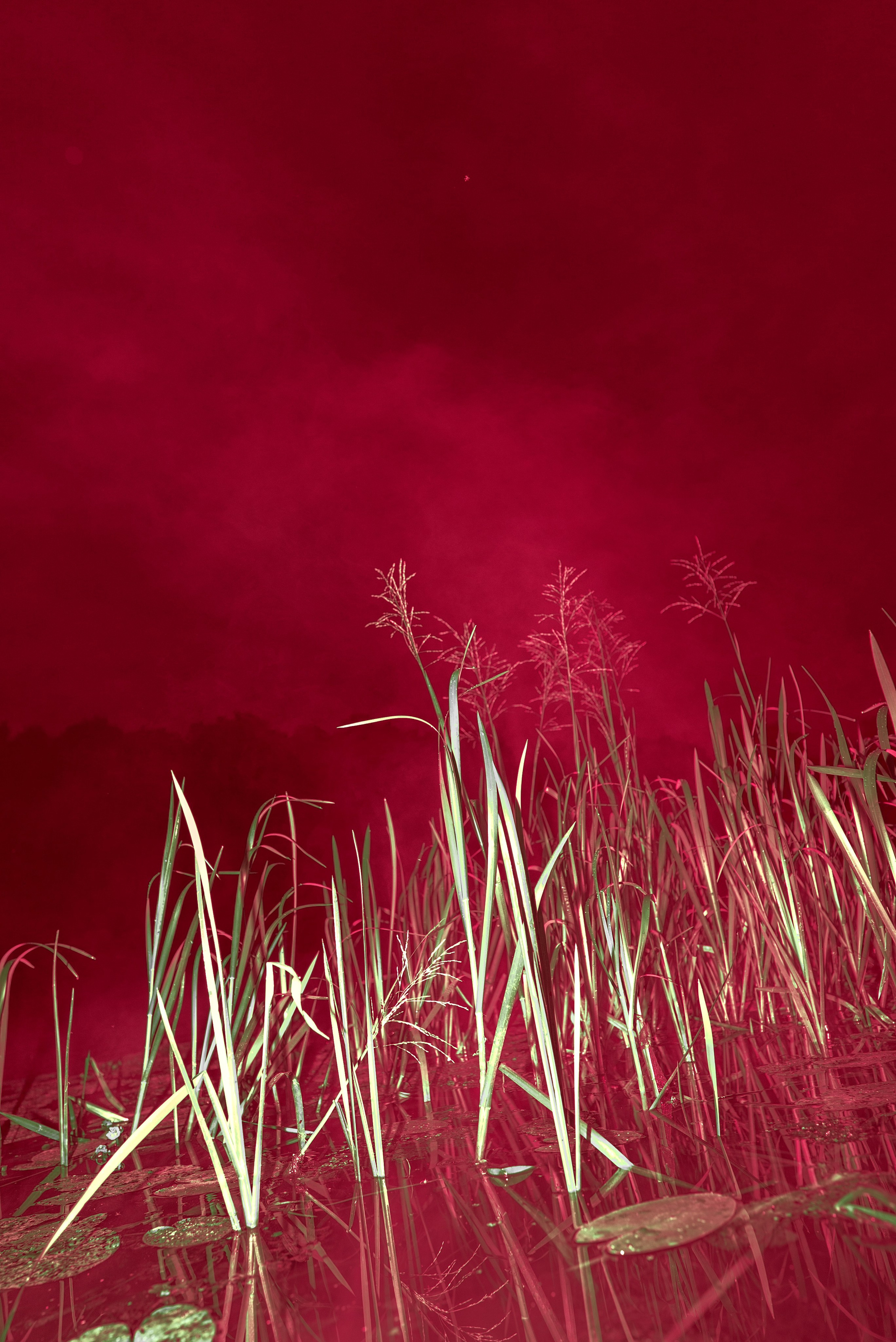 Prints on sale. Tatiana Mishchenko