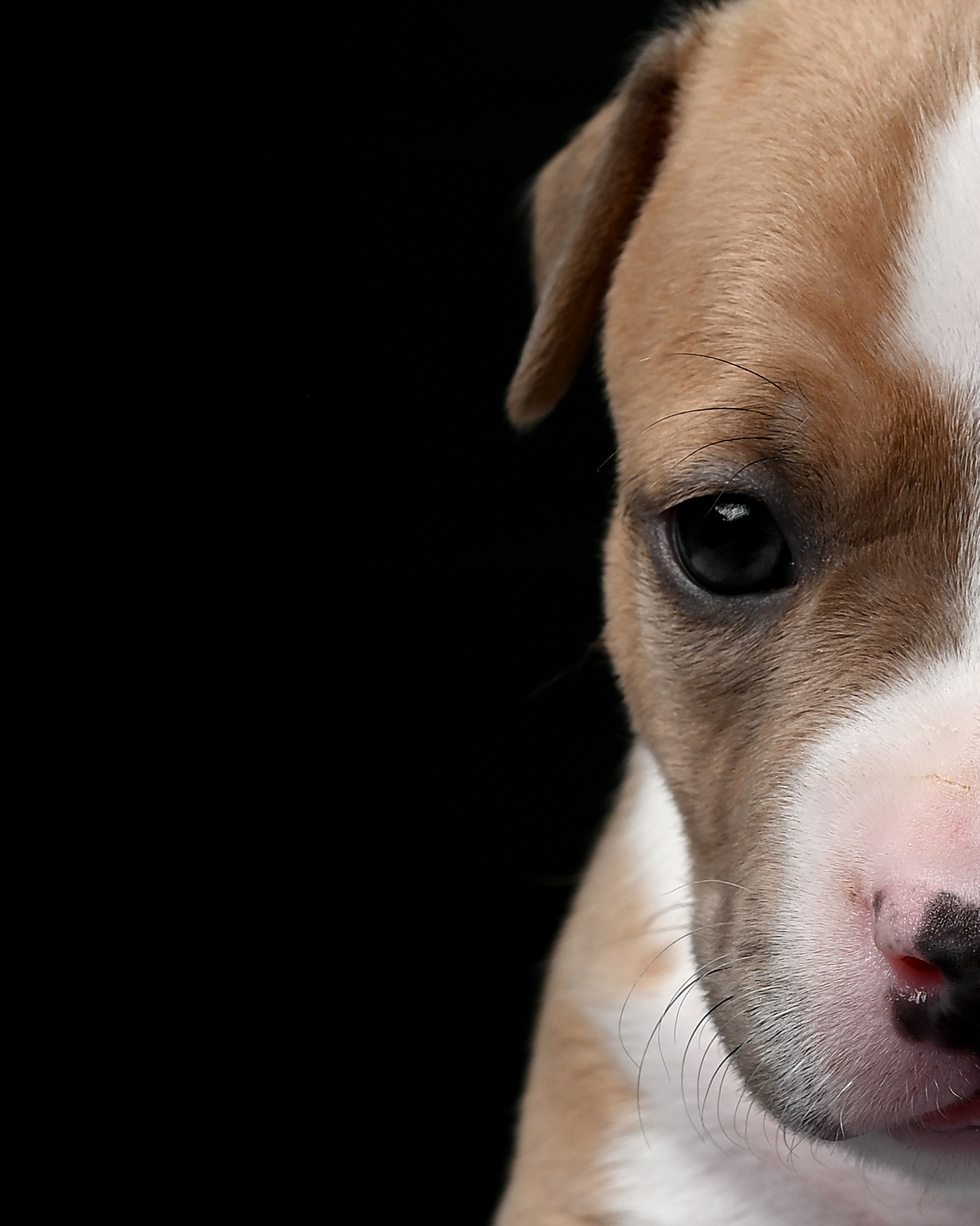 Съемка животных. Предметная фото и видеосъемка в Саратове| Профессиональный фотограф