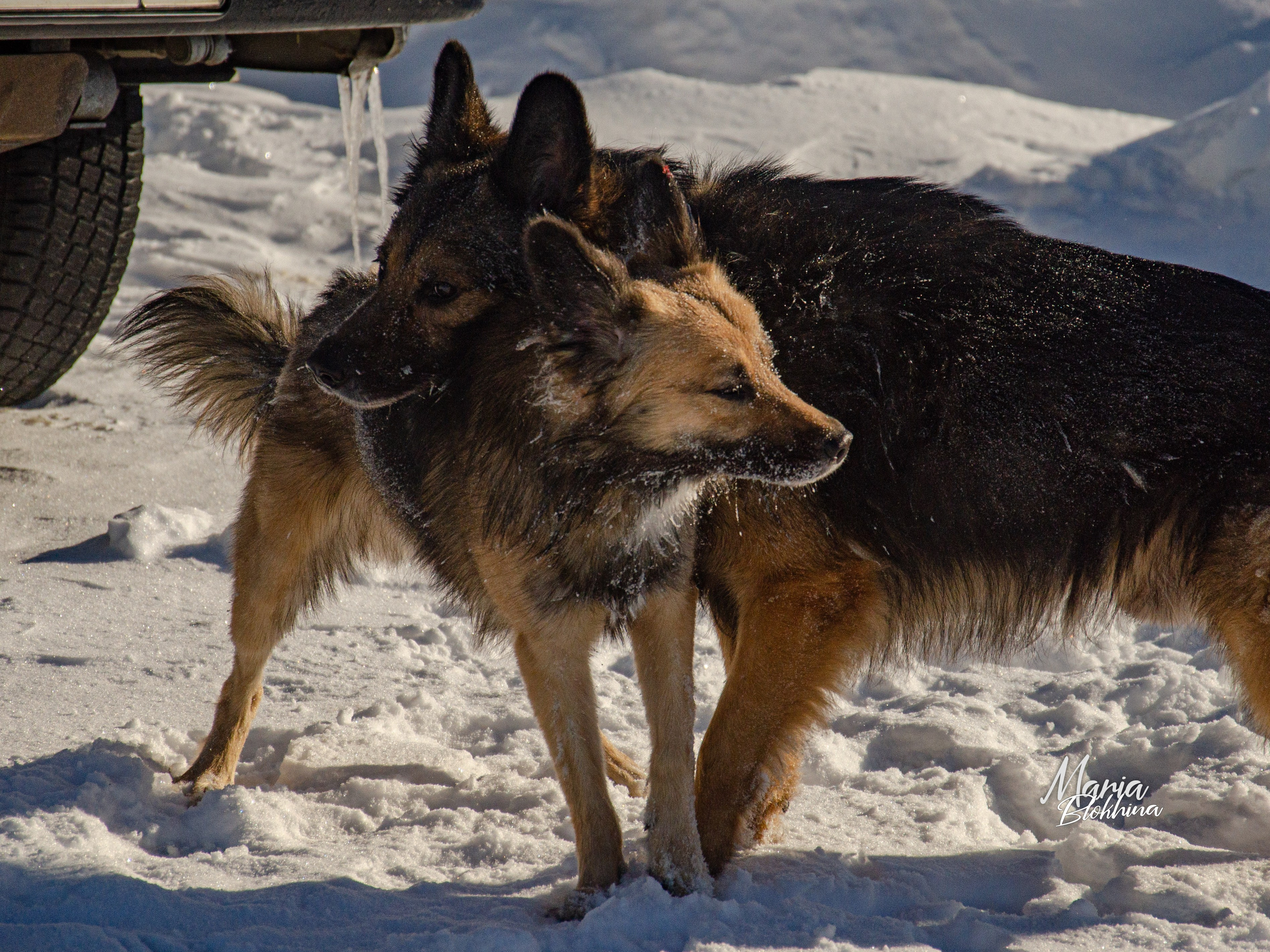 Фотограф Мария Блохина г. Заполярный Мурманской области