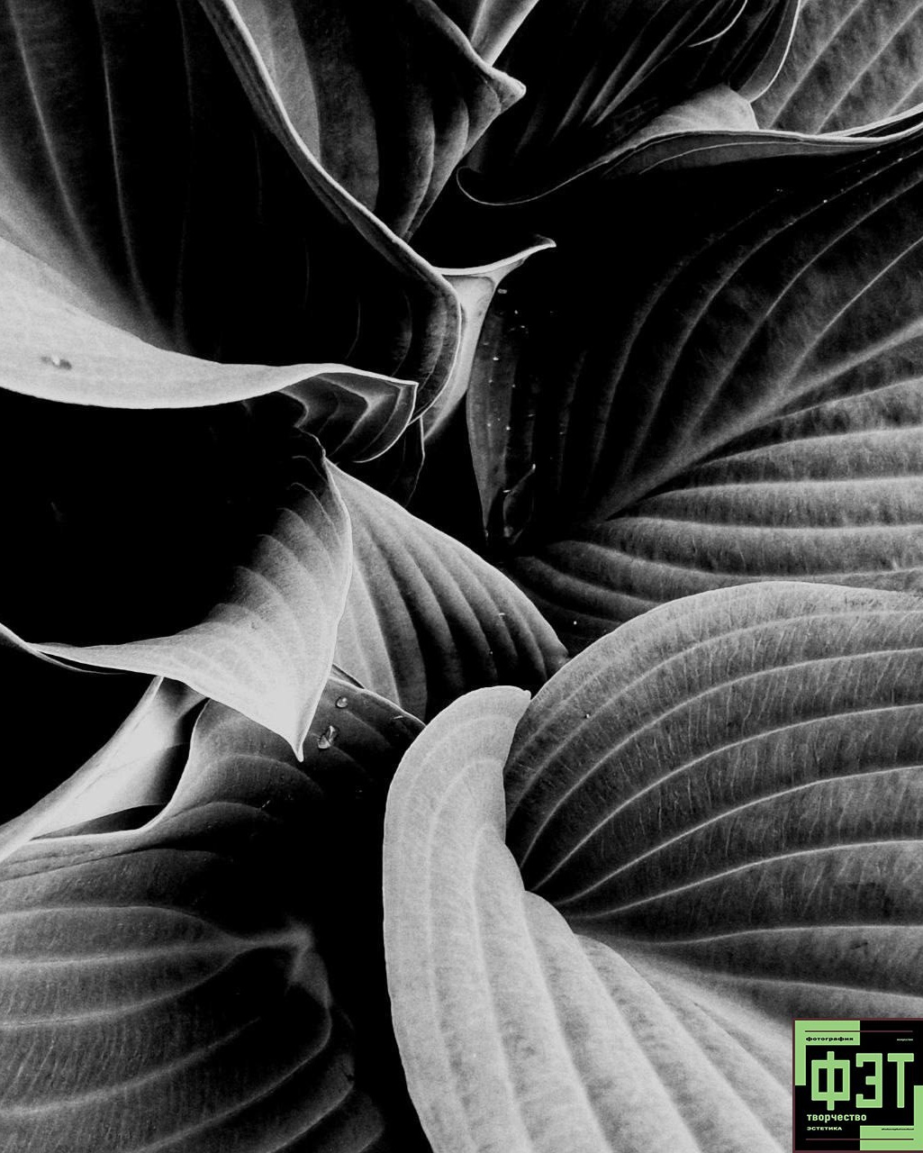 Альбом 25.01.26 в рамках ФЭТ