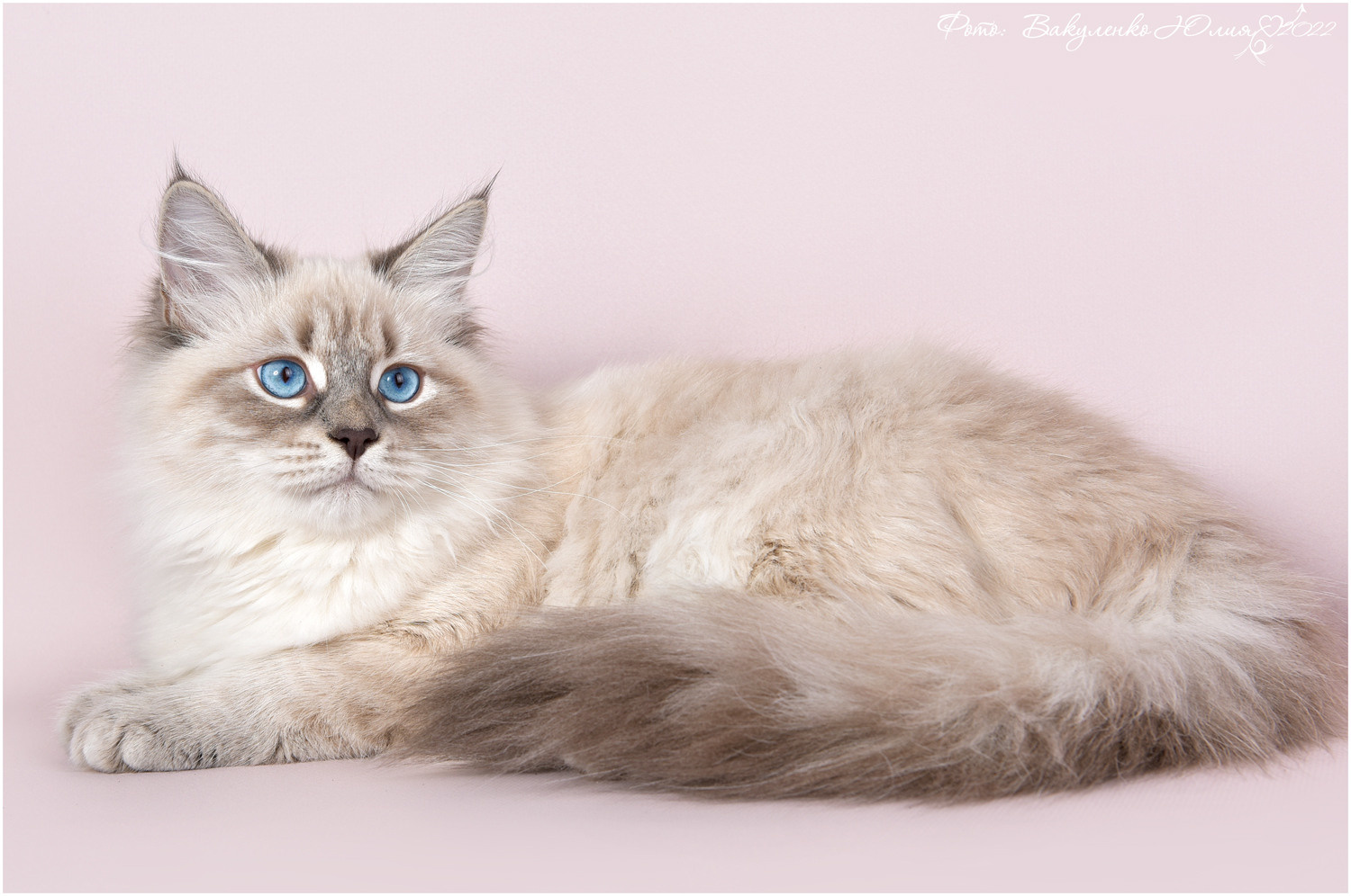 Наши котята. Главная