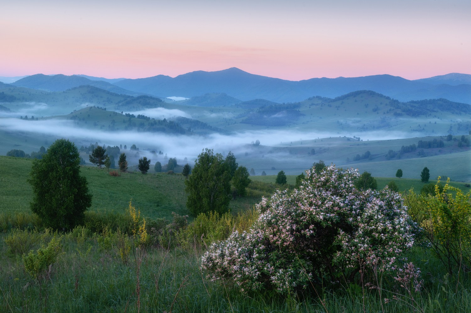 Цветение Купальницы азиатской в предгорьях Алтая. Профессиональный пейзажный фотограф Алёна Рубан