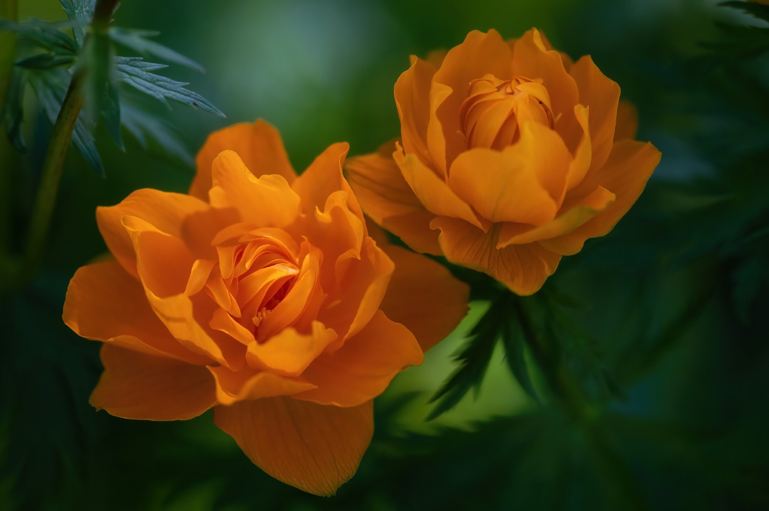 Цветение Купальницы азиатской в предгорьях Алтая. Профессиональный пейзажный фотограф Алёна Рубан