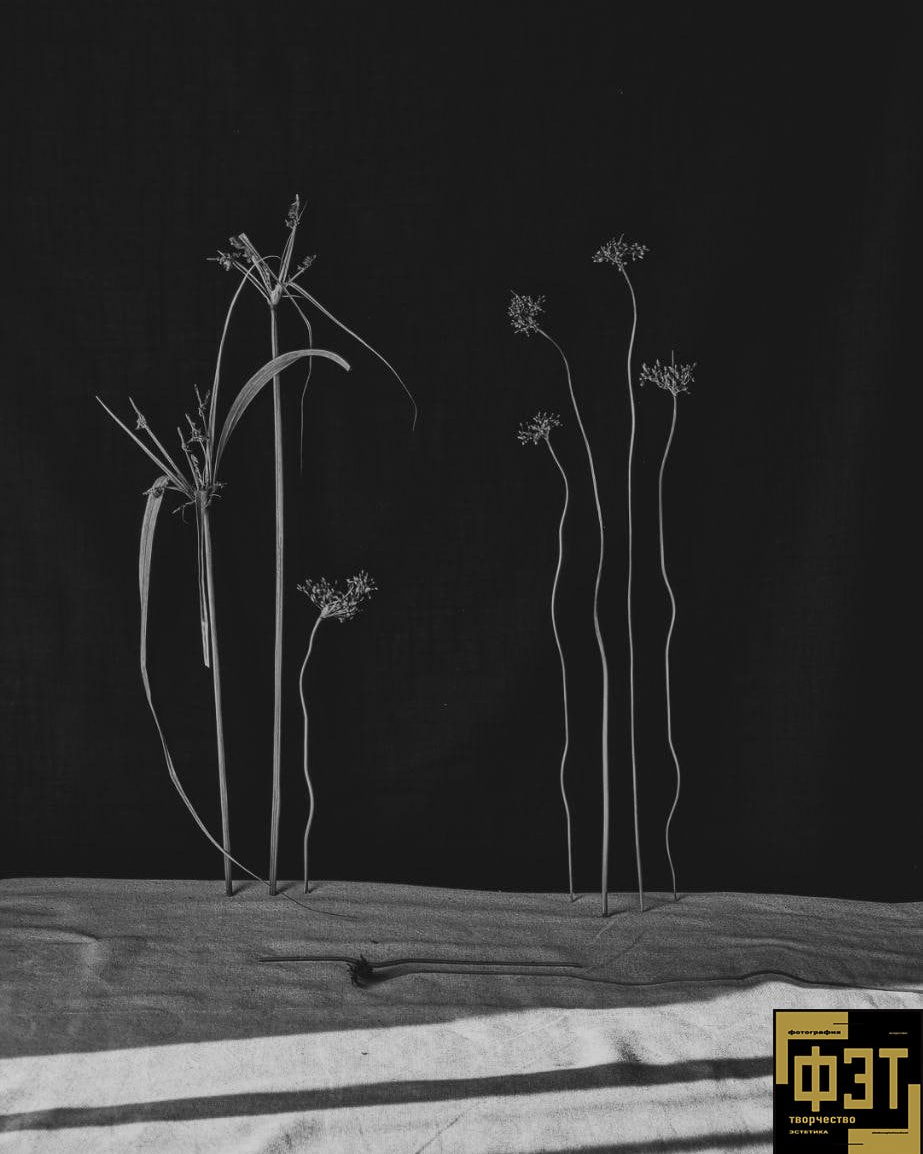 ФЭТ: Фотография Творчество Эстетика