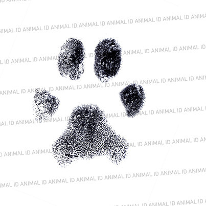 Чипирование. Ветеринарная клиника «Доктор Ай» | Королев