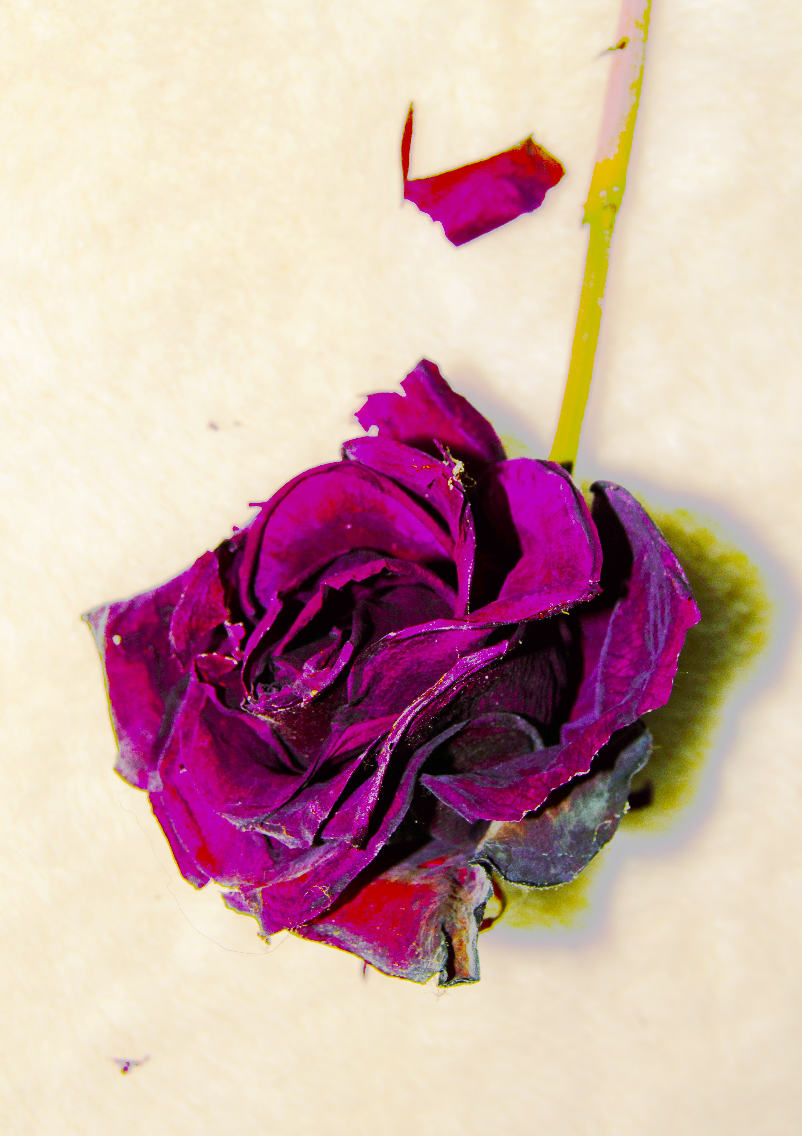 art, artist, photo, photography, photographer, contemporary art, talent, picture, pop art, gallery, фотограф, фотография, творчество, художник, рекламная съемка, творческая съемка, современное искусство, соврисск, совриск, современная фотография, творческая фотография, картины, попарт, поп арт, фото проекты, photo project, bag, сумка, cover song, обложка для музыкального альбома, обложка для книги, постер, картина