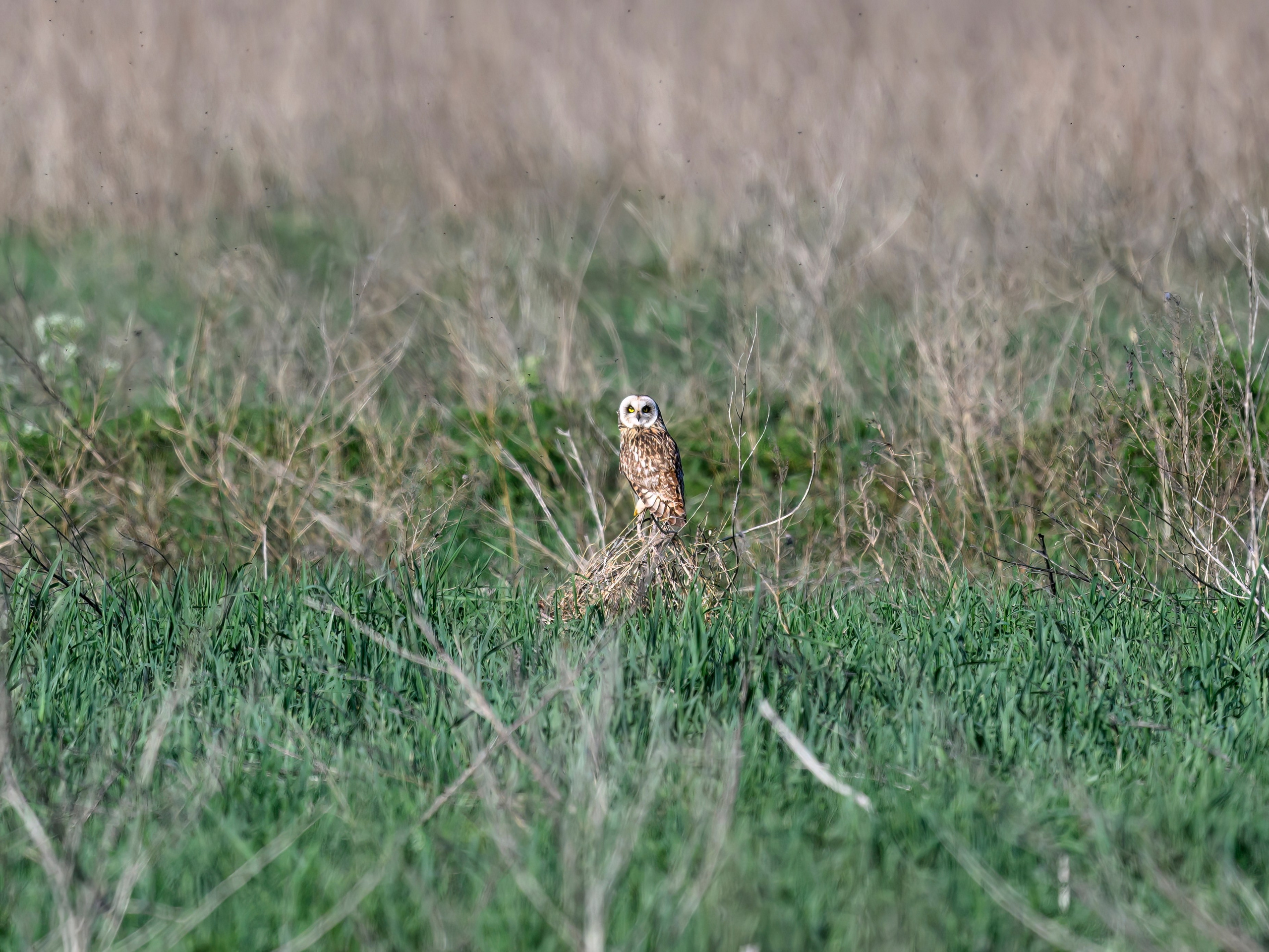 Охота сов. Wildlife photography by Sergey Puponin